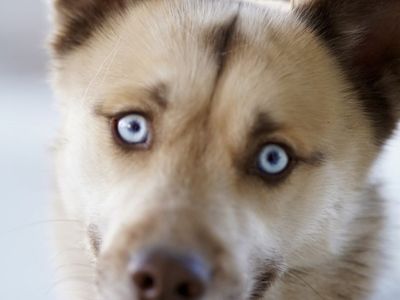 Pomsky Stud