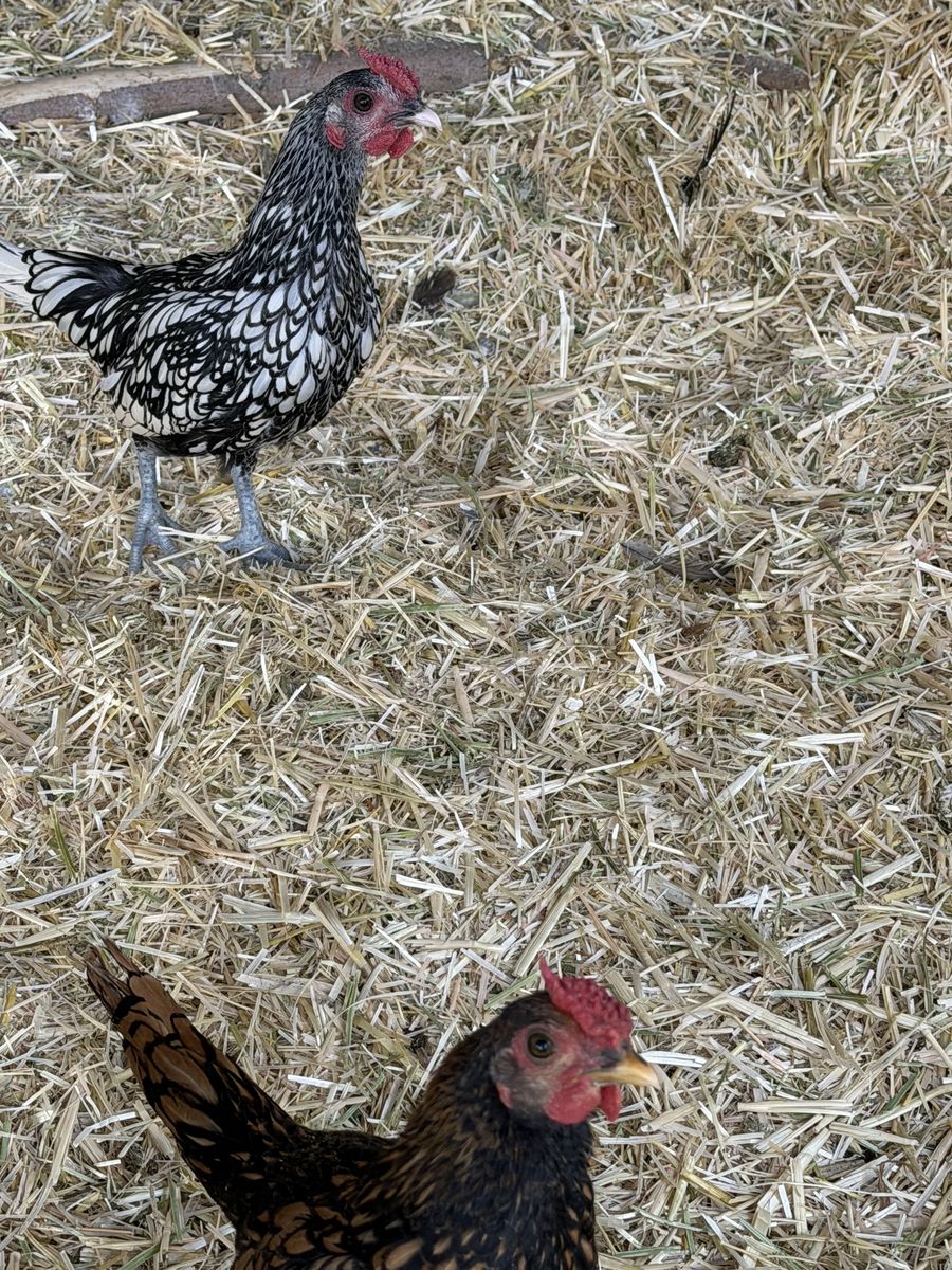 Free roosters
