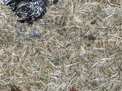 Free roosters