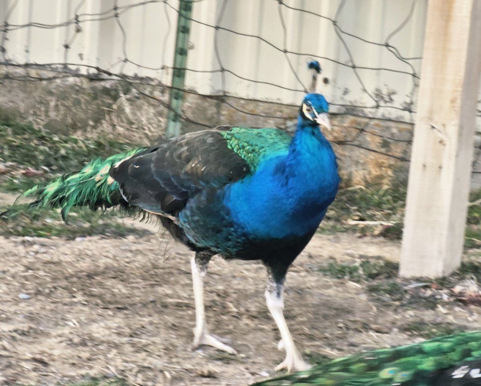Peacock Breeding Trio