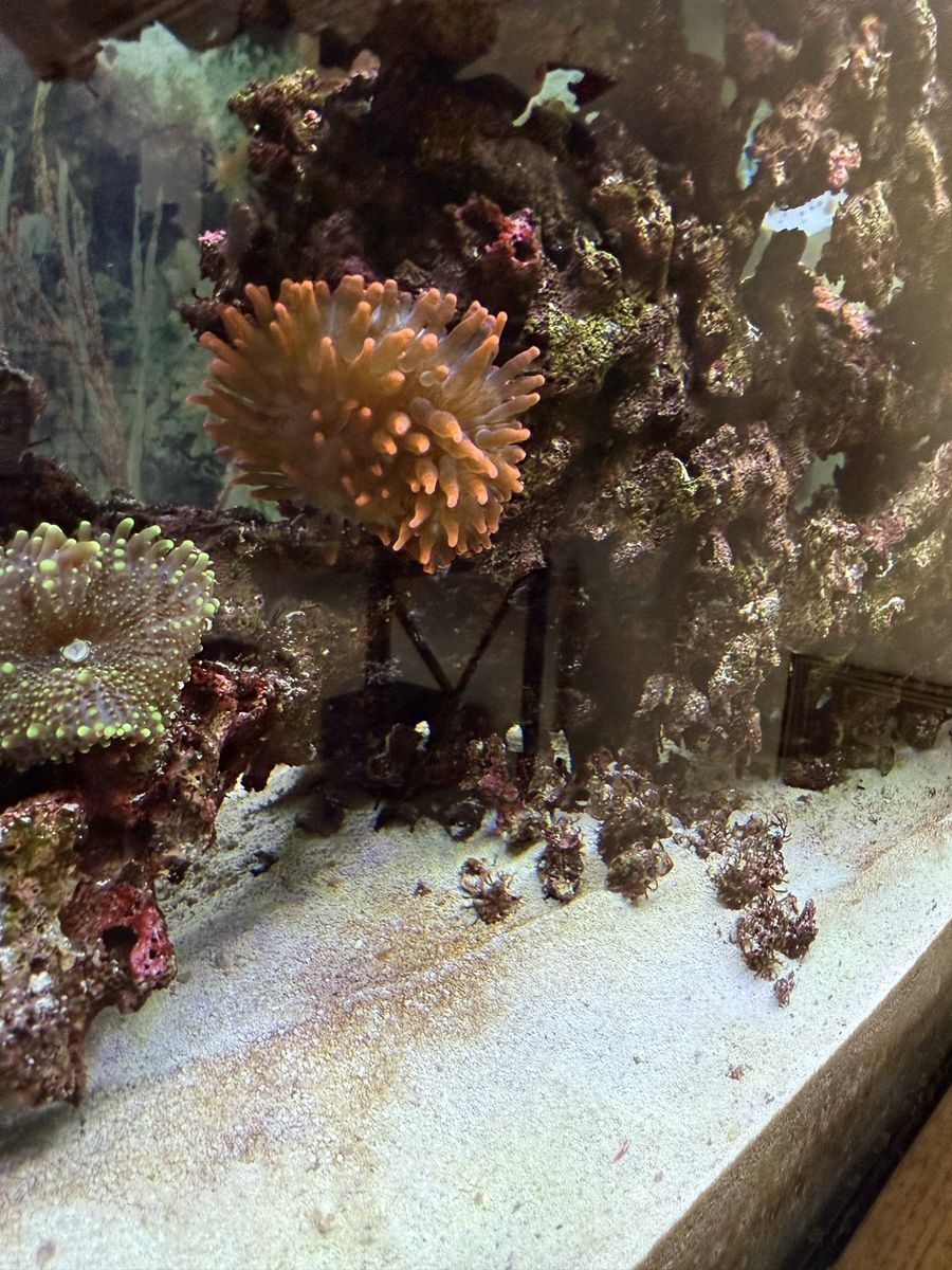 Rose Bubble Tip Annomee