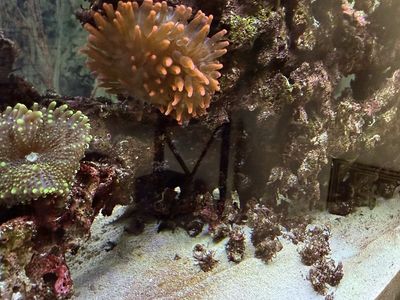 Rose Bubble Tip Annomee