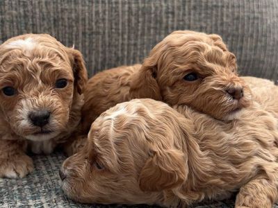Micro Mini Goldendoodle Puppies
