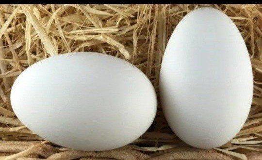 Fertilized or to eat Goose geese eggs