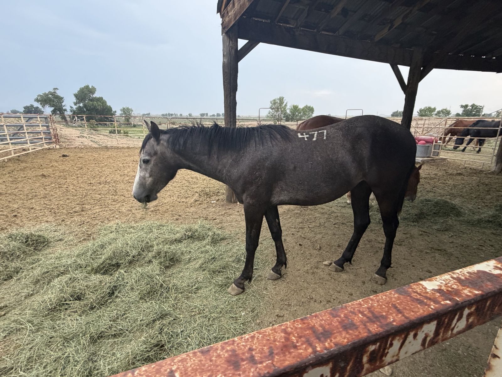 2 year old- Grey grade gelding draft cross