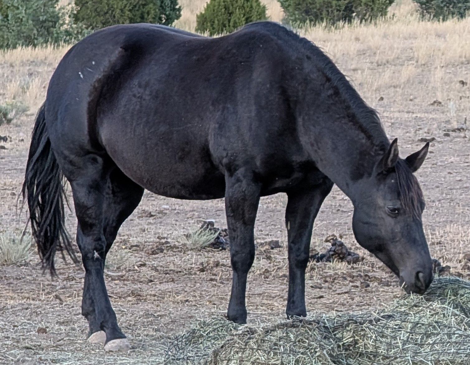 Homozygous Black Broodmare AQHA