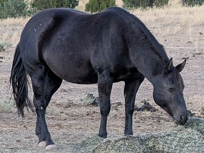 Homozygous Black Broodmare AQHA