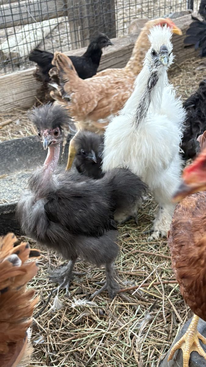 Silkie cross chicks