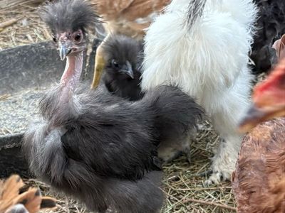 Silkie cross chicks