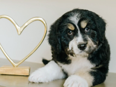 Male F1 Aussiedoodle Ready Now!