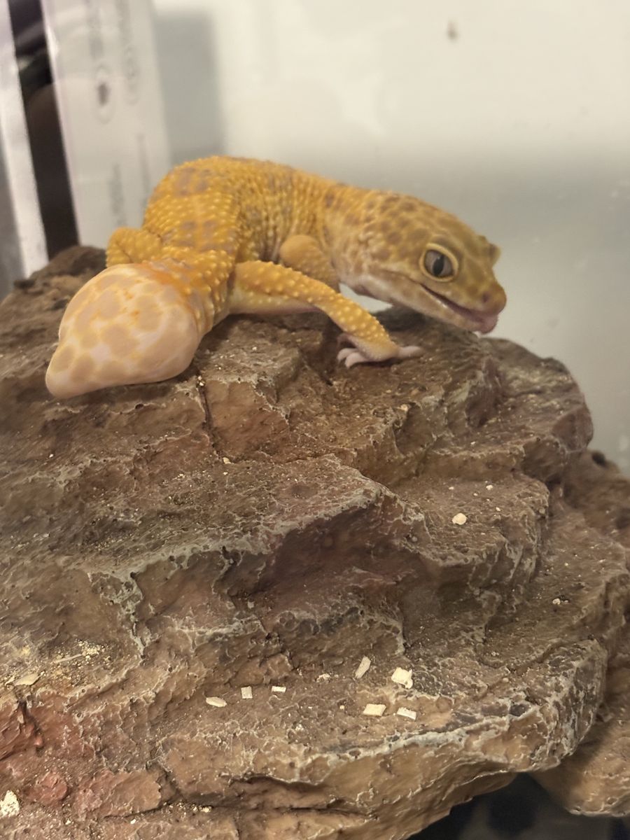 Leopard Gecko-4 years old