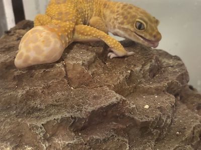 Leopard Gecko-4 years old