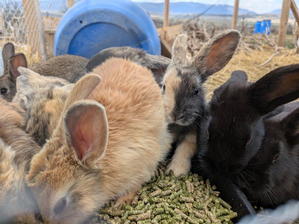 New Zealand mix rabbits