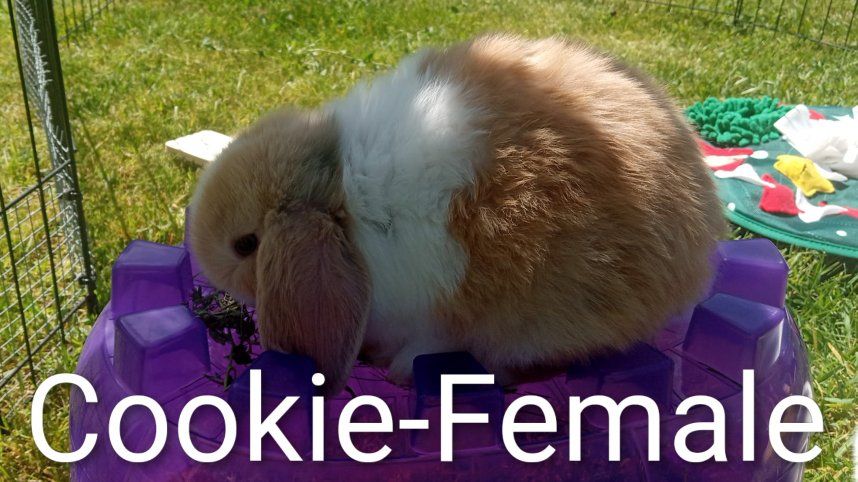 Sweet Holland Lop Babies!