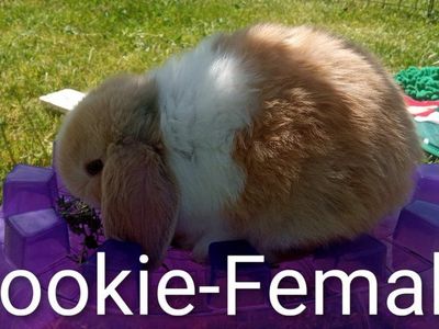 Sweet Holland Lop Babies!