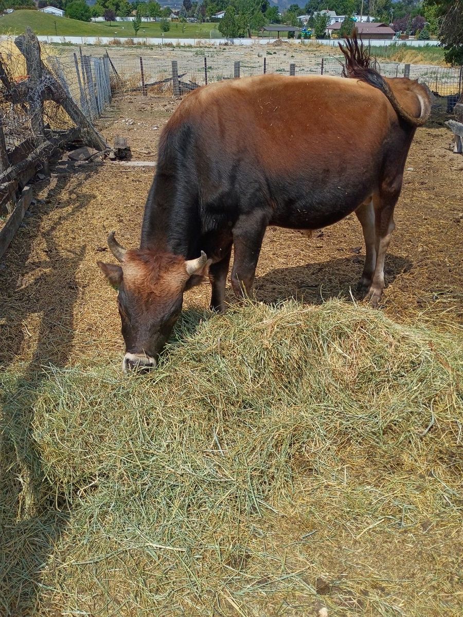 Jersey bull