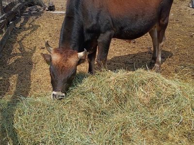 Jersey bull