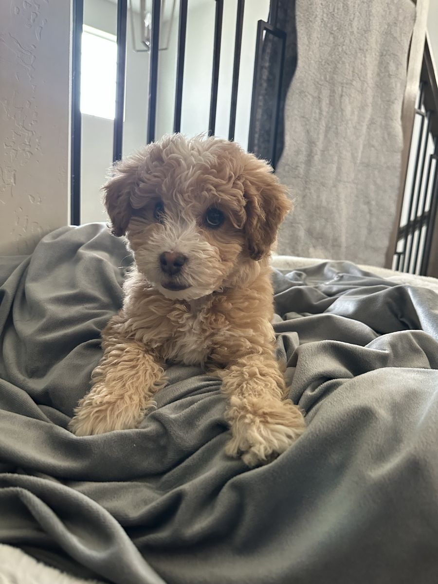 Mini Aussiedoodle / 10 weeks