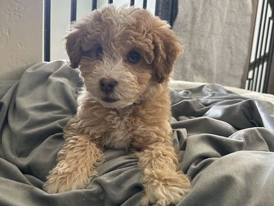 Mini Aussiedoodle / 10 weeks