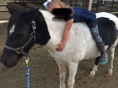 Pony For Sale - $2,500 obo