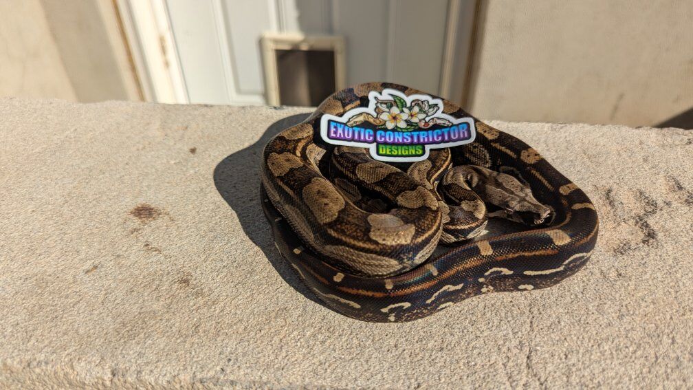 male Inca het Vpi T+ pp lineage