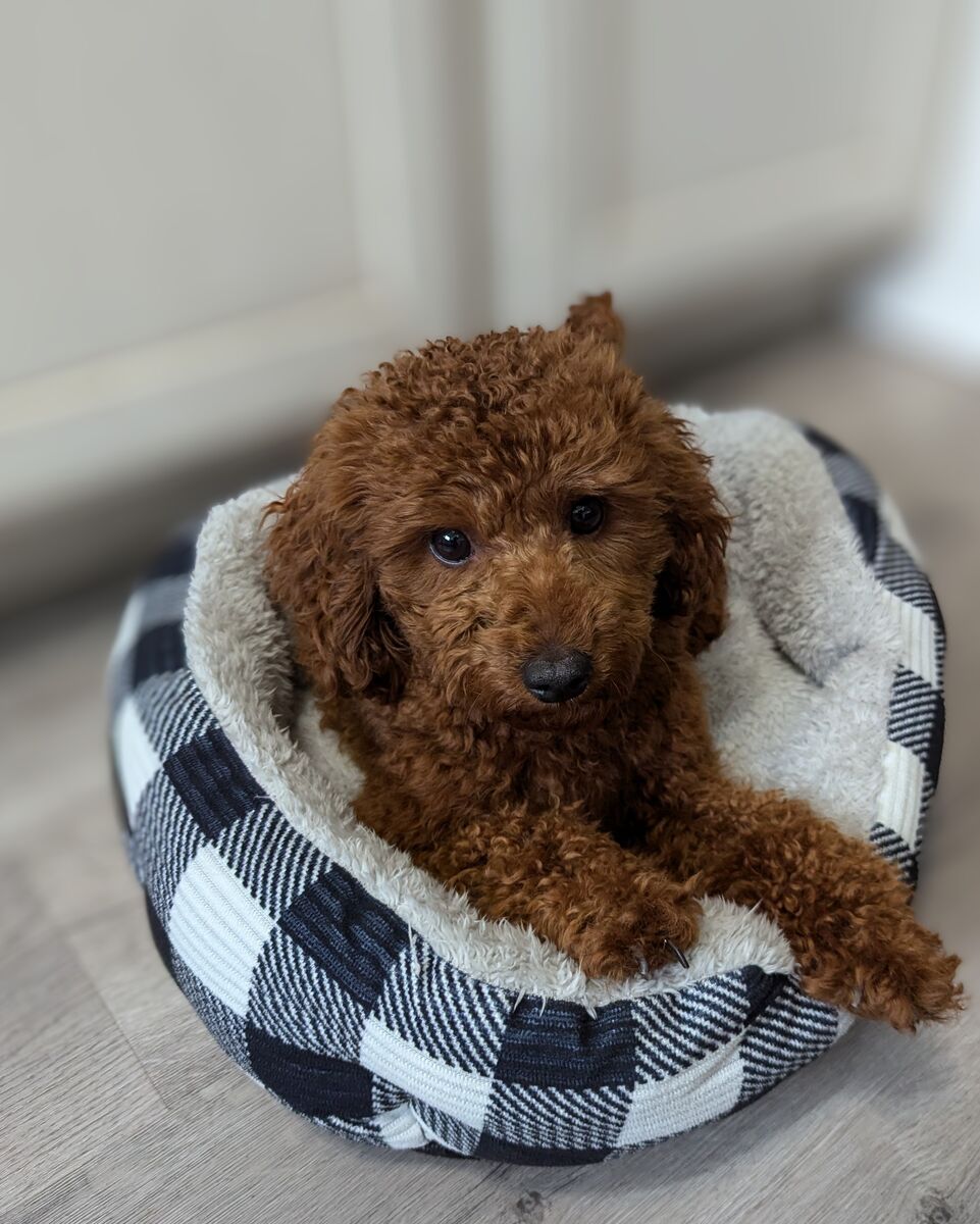 AKC 9.5lbs Red Poodle Stud