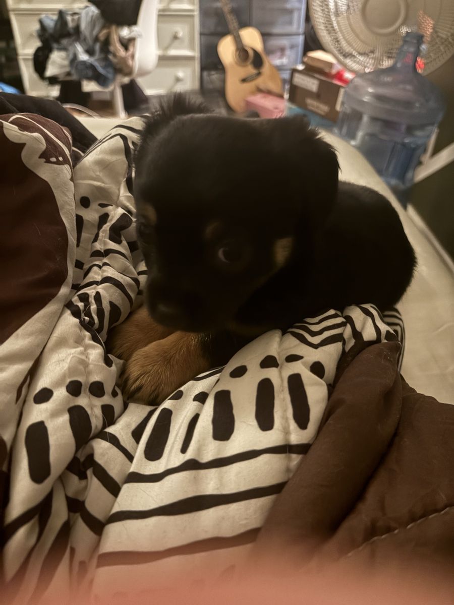 4-Month-Old Small Mixed-Breed Puppy Looking for a Loving Home