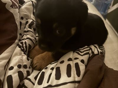 4-Month-Old Small Mixed-Breed Puppy Looking for a Loving Home