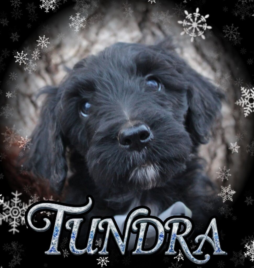 SOO SWEET! Bordoodle puppy!!!