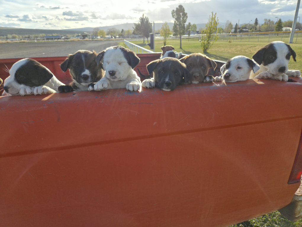 PUPPIES