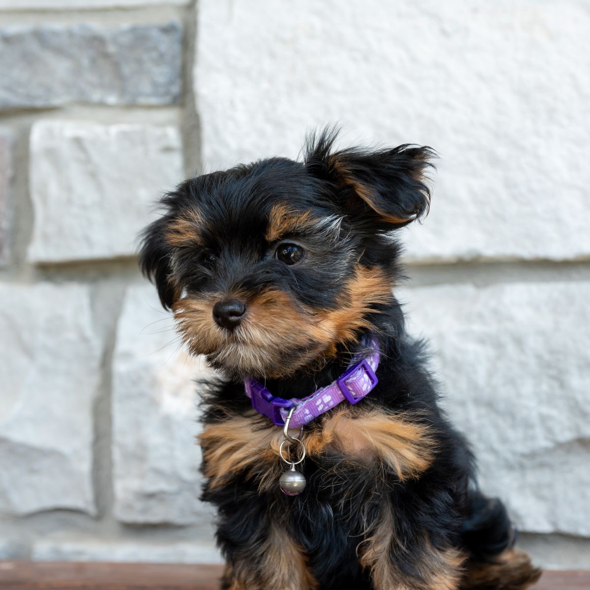 Adorable Yorkie Puppies- Ready For Their Forever Homes!