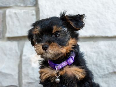 Adorable Yorkie Puppies- Ready For Their Forever Homes!