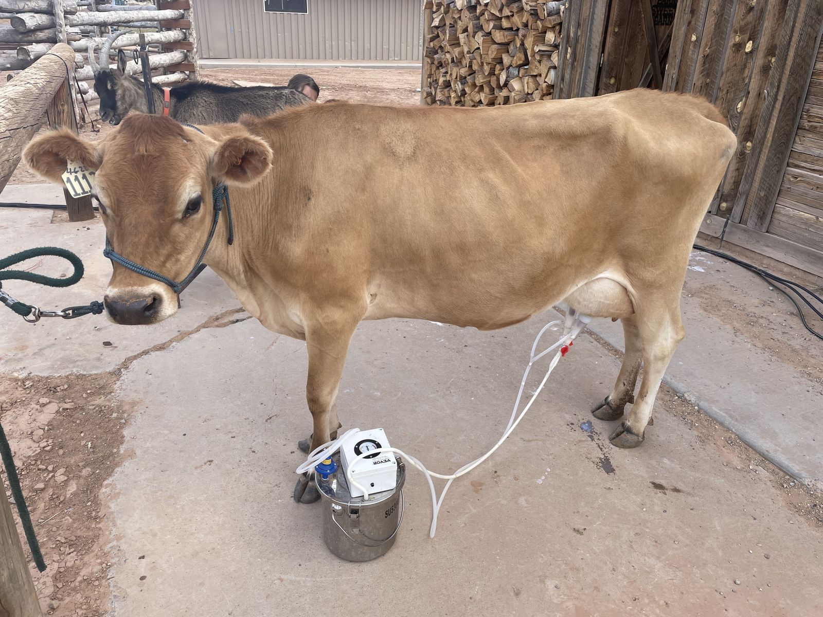 Jersey Cow