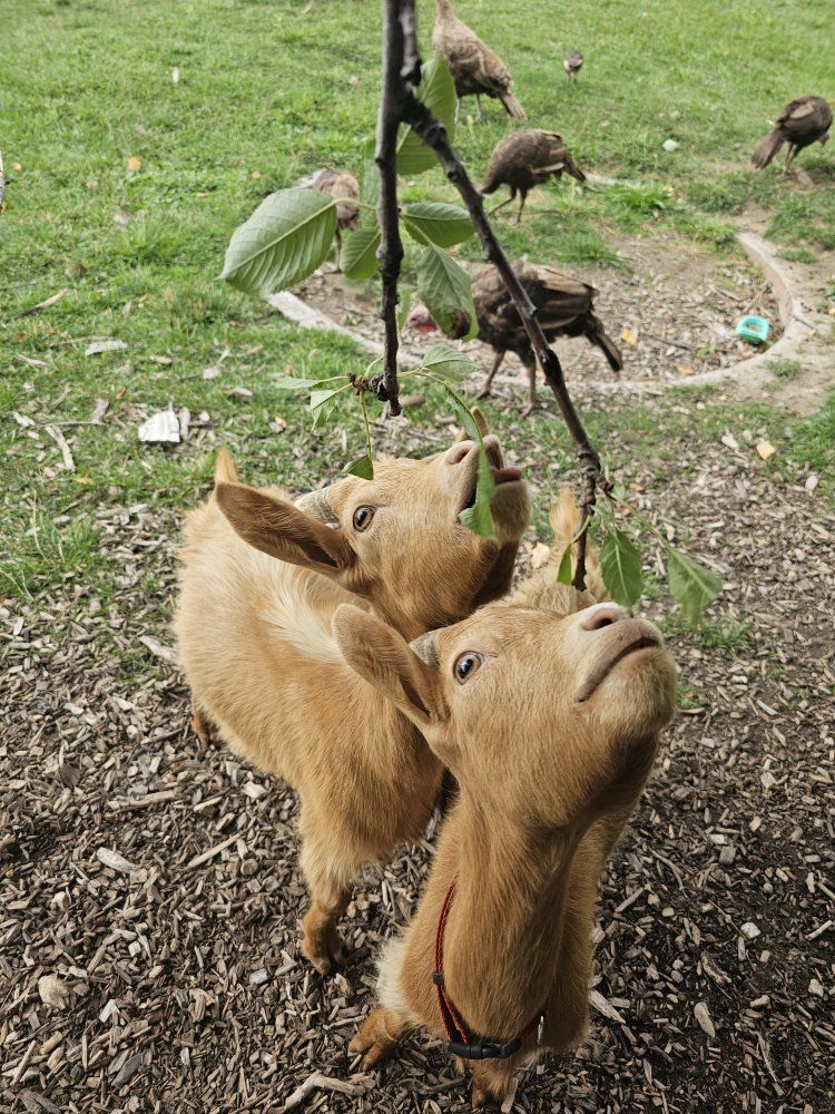 Golden Guernsey wethers