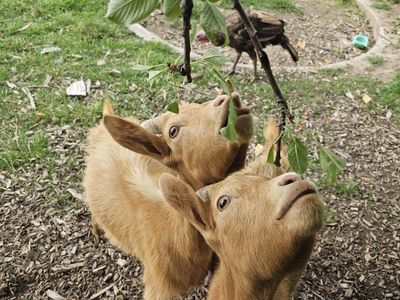 Golden Guernsey wethers
