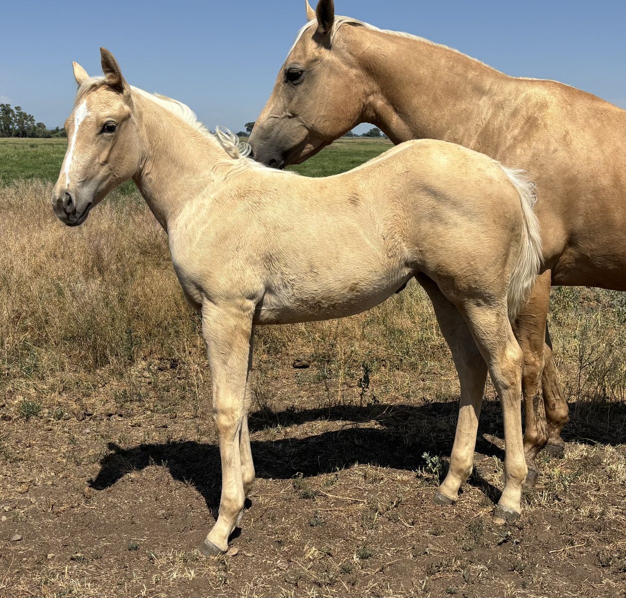 2026 Palomino AQHA Registered Filly "Firefly"