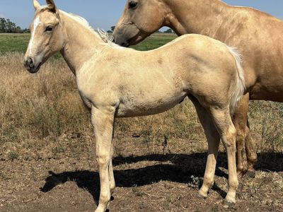 2026 Palomino AQHA Registered Filly "Firefly"