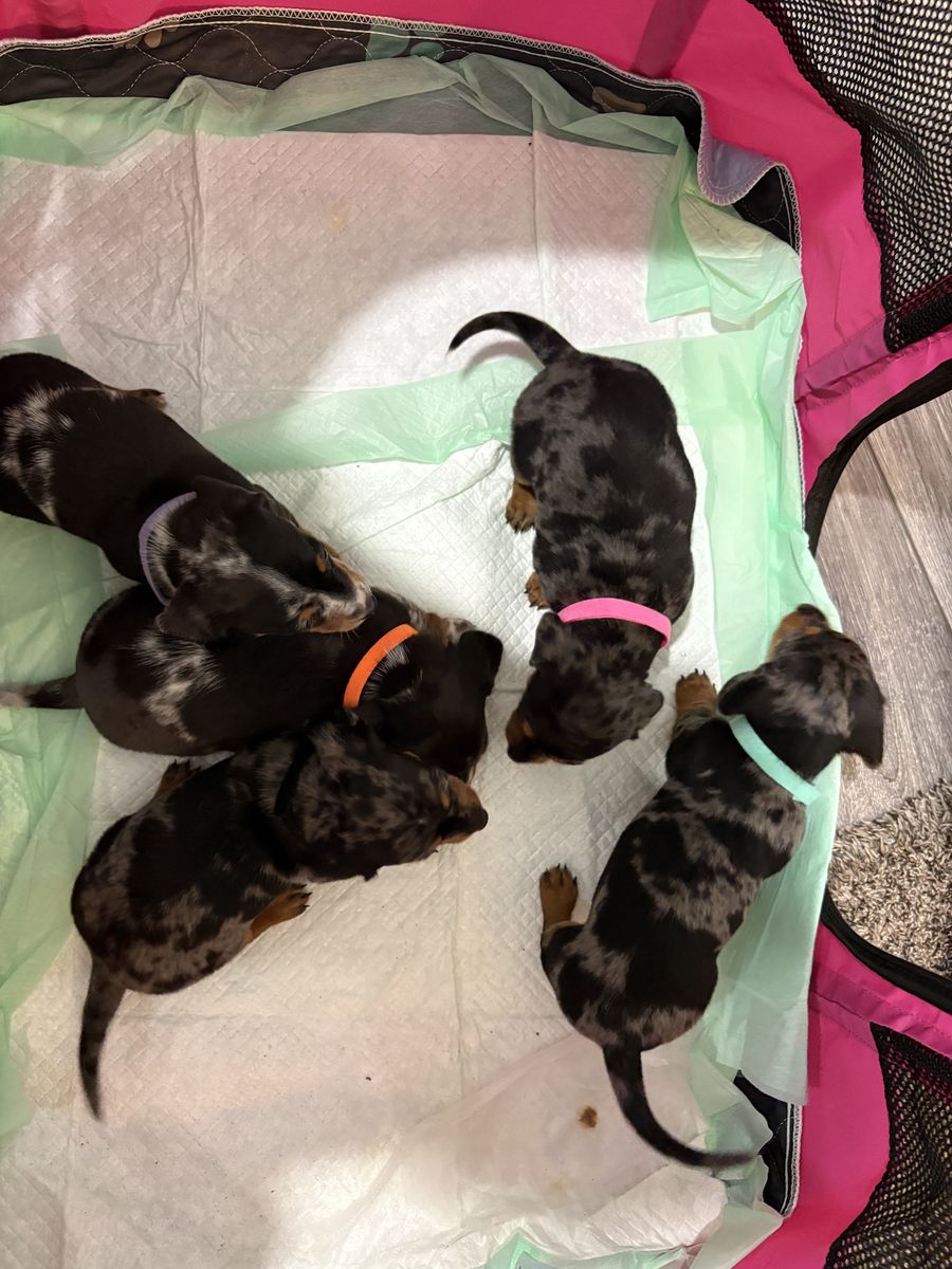 Mini Dachshund