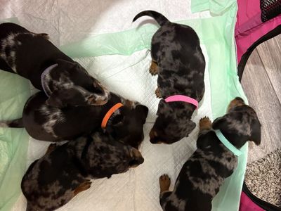 Mini Dachshund