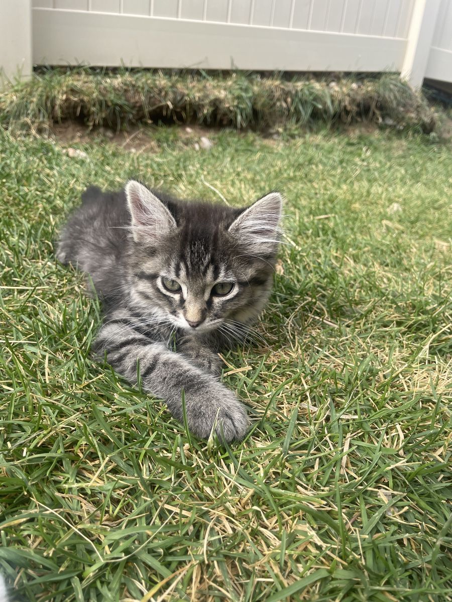 Beautiful kittens for sale!