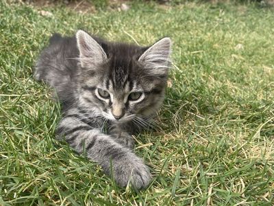 Beautiful kittens for sale!