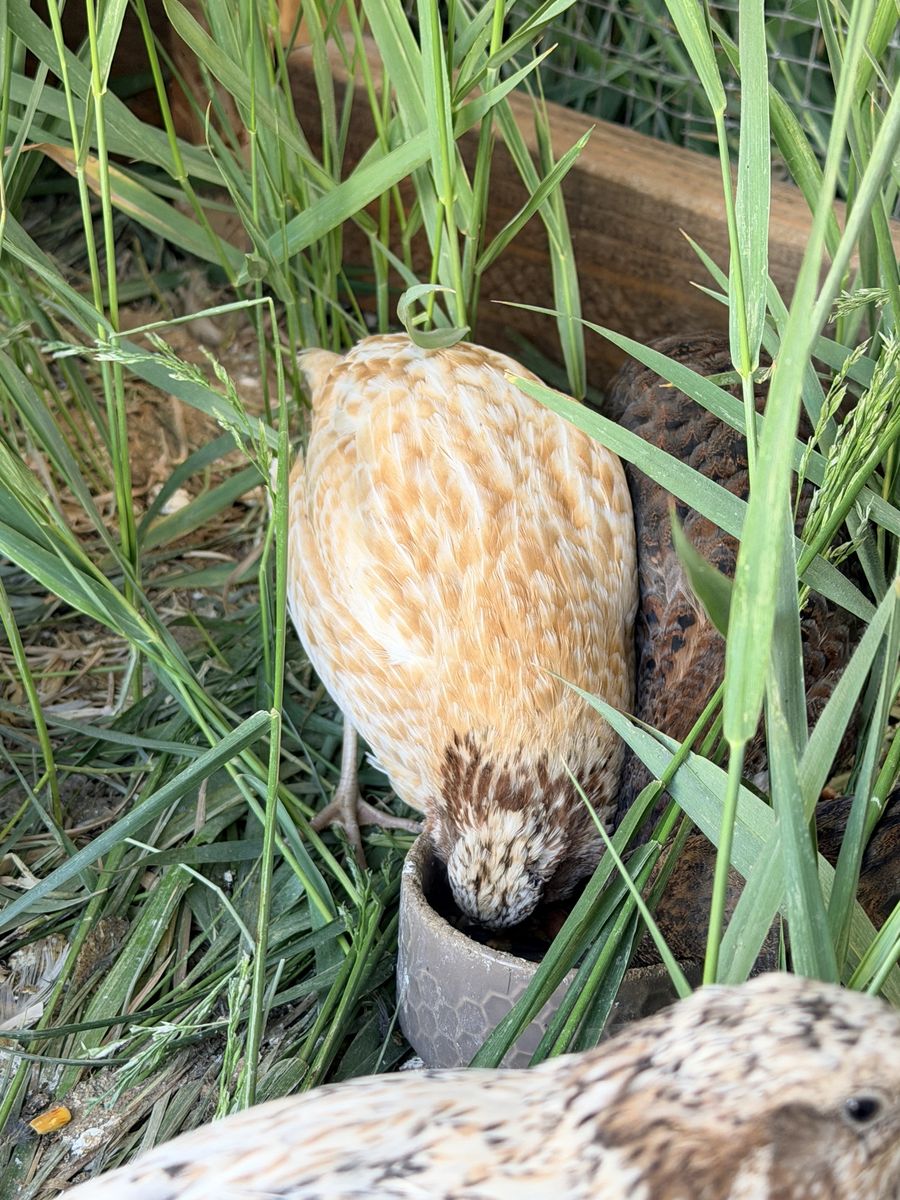 Quail Roosters