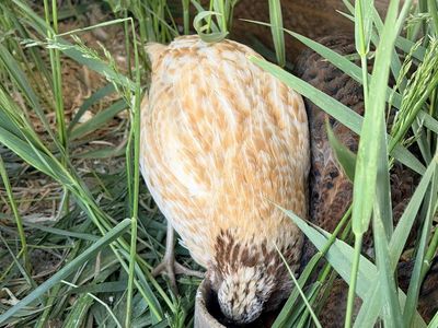 Quail Roosters