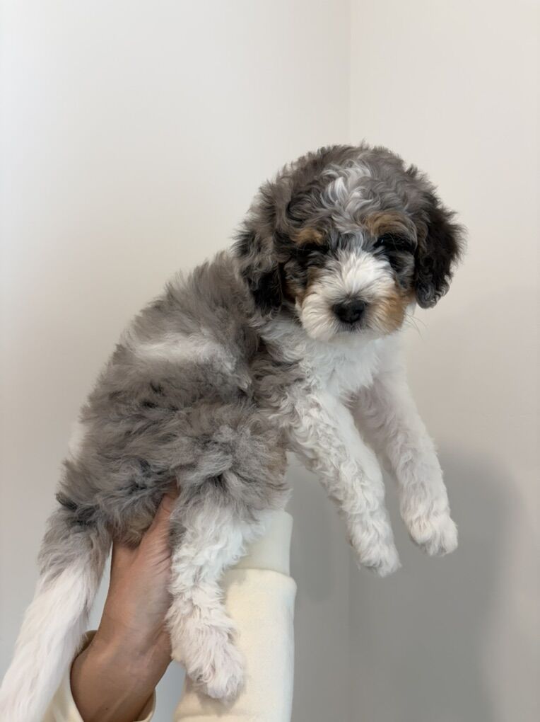 Mini Bernedoodle
