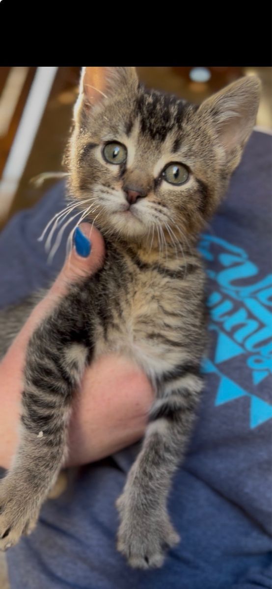 Adorable Tabby Kitten - Ready for a Loving Home!