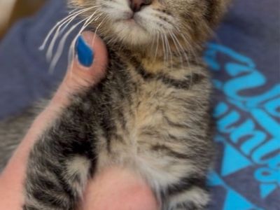 Adorable Tabby Kitten - Ready for a Loving Home!