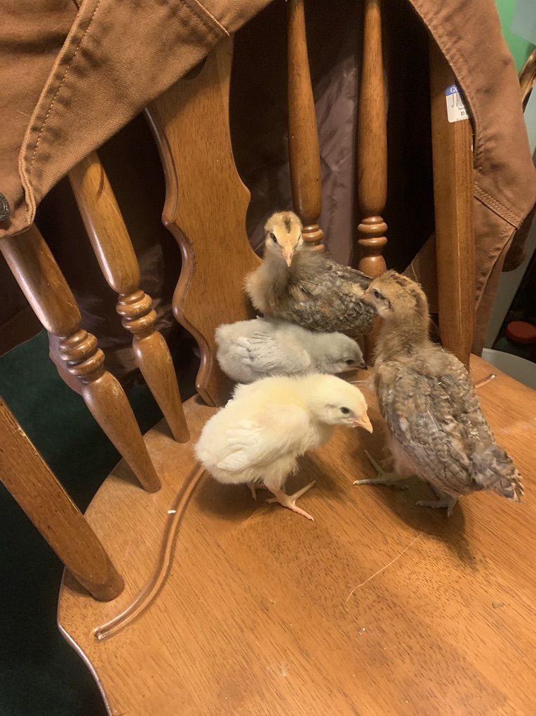 4 Extremely Cute Chicks