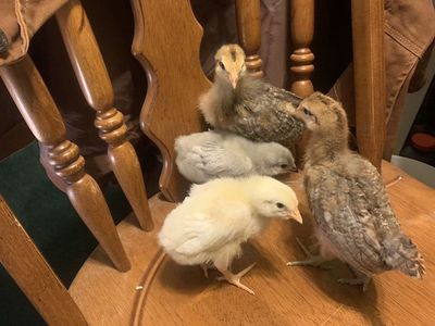 4 Extremely Cute Chicks