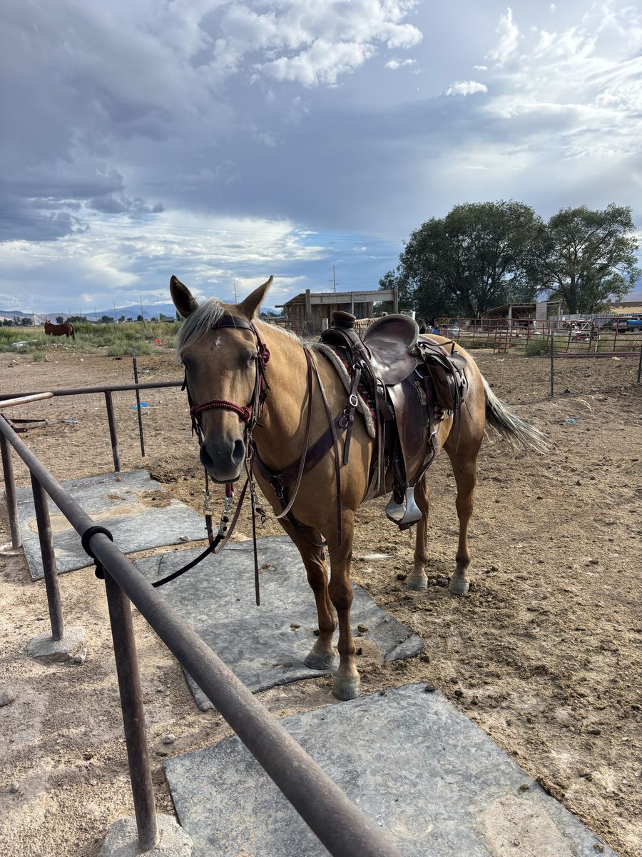 5 year old grade palamino mare