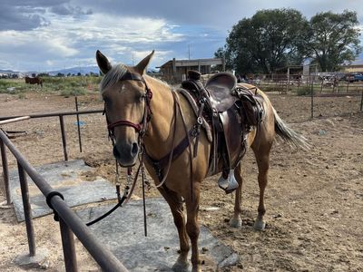 5 year old grade palamino mare